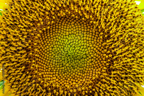 macro sunflower background