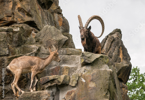 Fototapet One great Siberian ibex