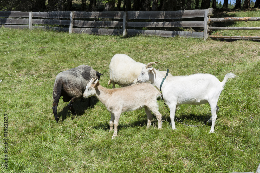 Sheep and goats. Sheep and goats.