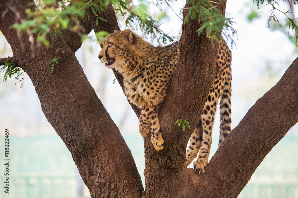 Obraz premium Cheetah sitting in a tree