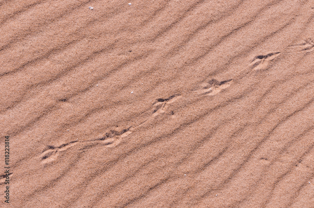 Sand pattern and seagull traces on Baltic sea coast Sand pattern and seagull traces on Baltic sea coast