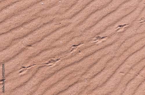 Sand pattern  and seagull traces on Baltic sea coast