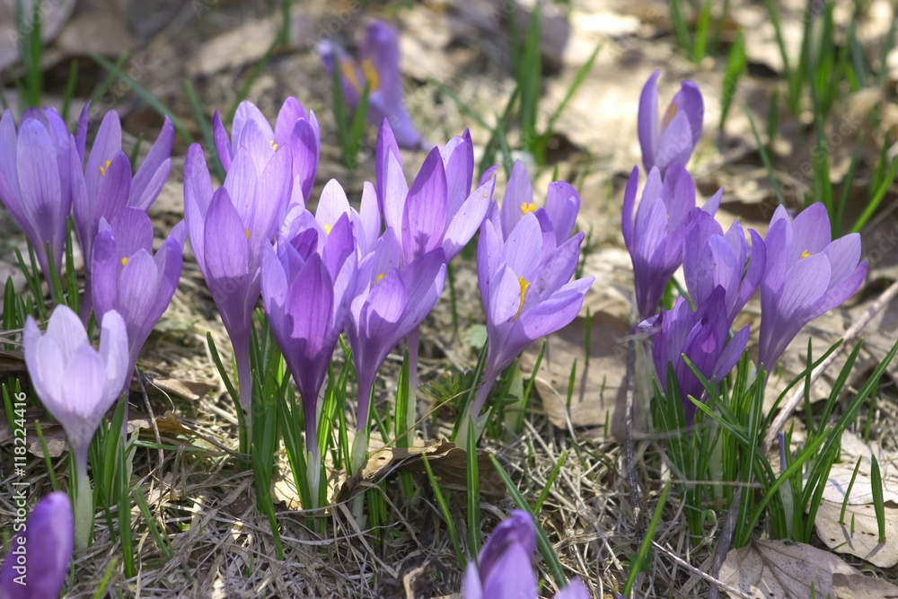 blue crocuses blue crocuses