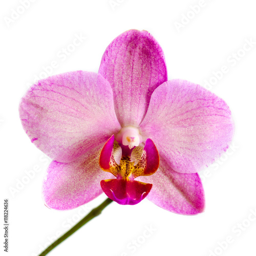 orchid flower © Roman Gorielov