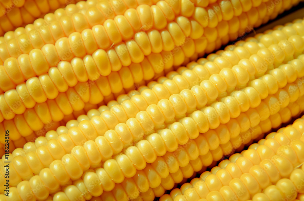 corn background corn background