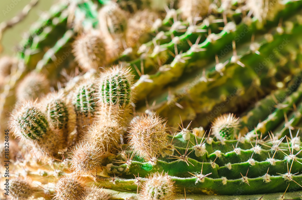 cactus cactus