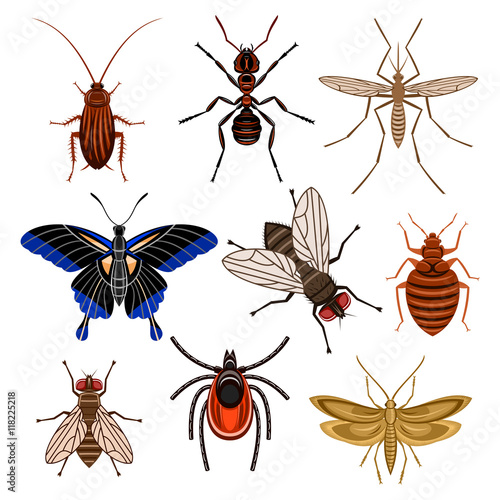 Insect
