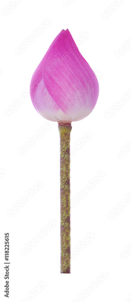 Closeup on lotus petal on white background Closeup on lotus petal on white background