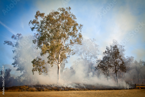 Gum Tree Bush Fire Australia