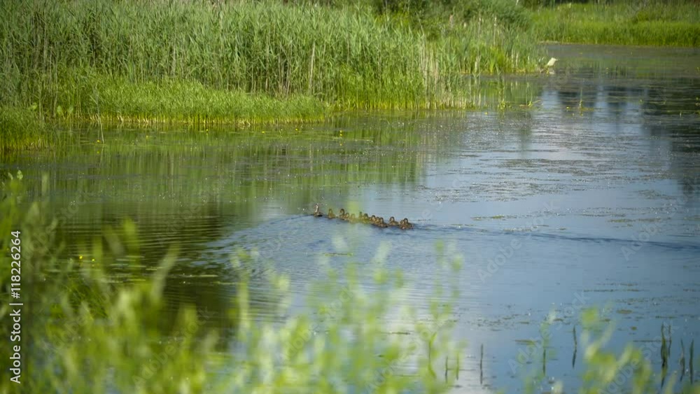 Few ducks swimming on the small lake surrounded with green grass Few ducks swimming on the small lake surrounded with green grass