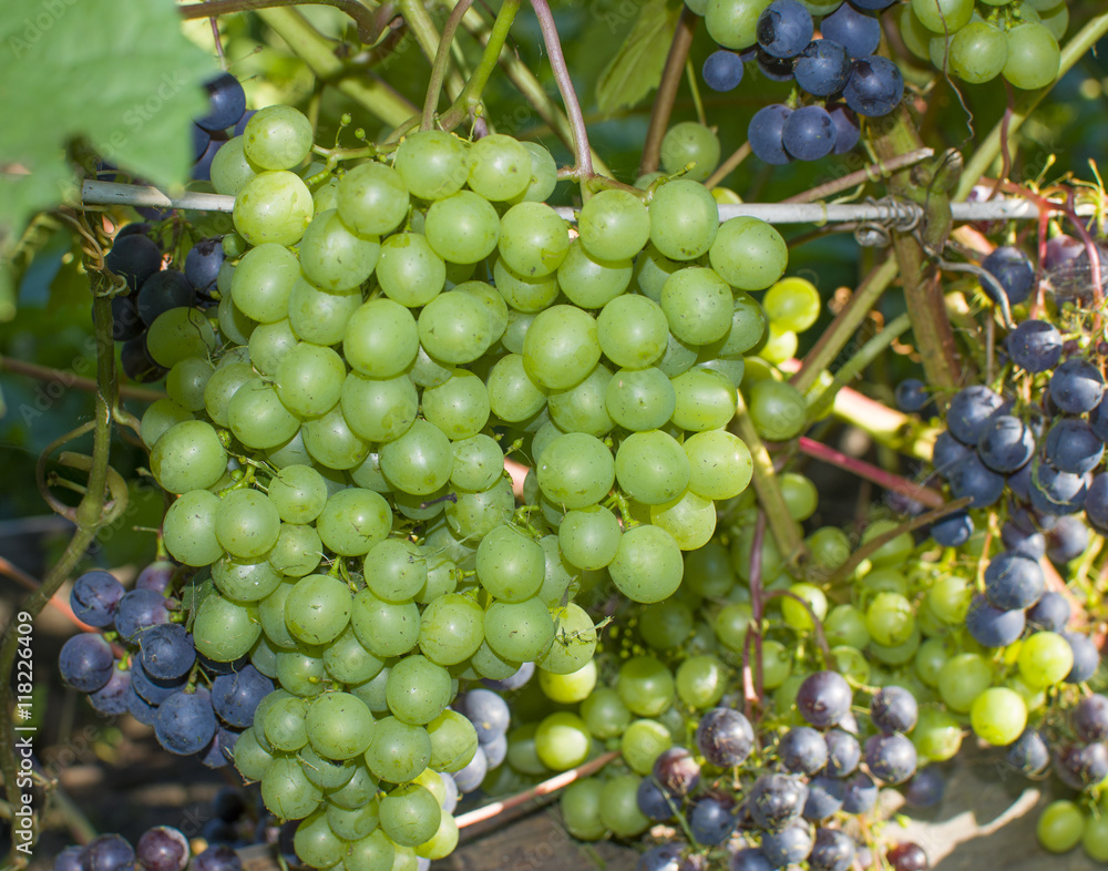 berry grapes ripe on bushes
