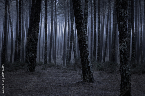 Dark foggy forest photo