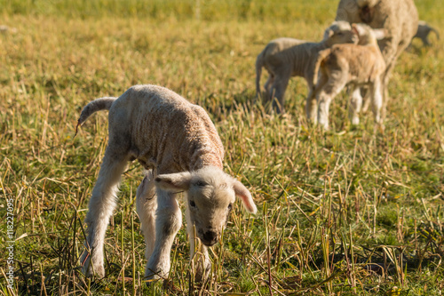 closeup of newborn lamb searching for food
