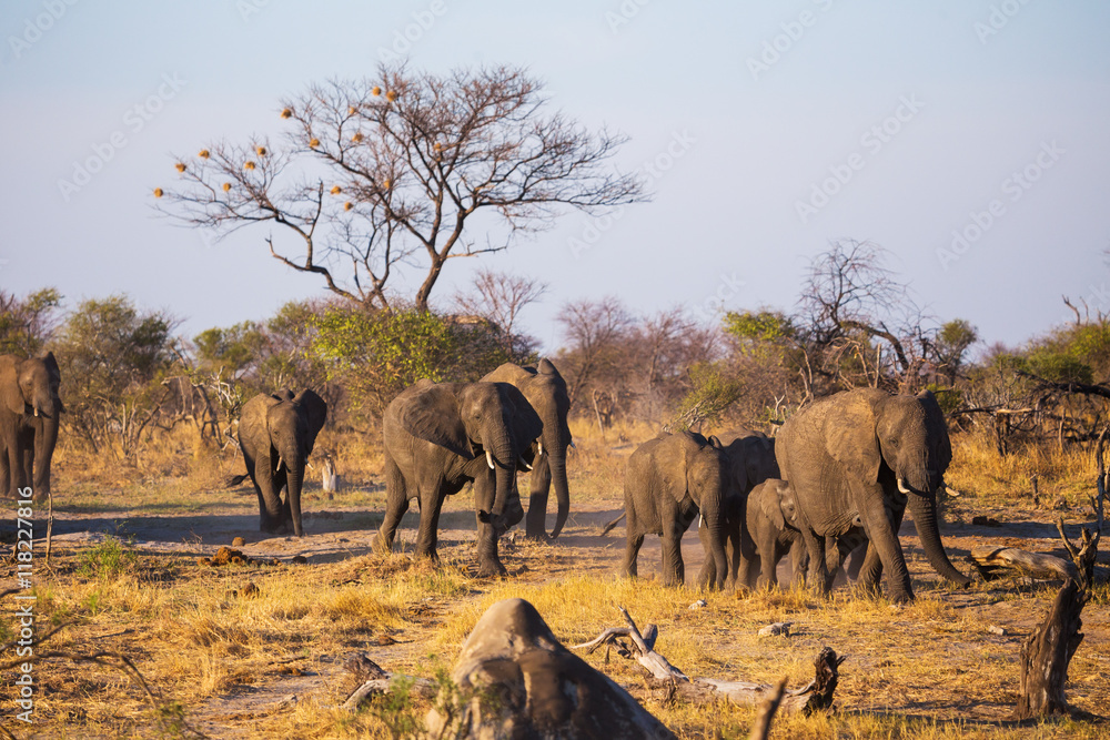 African elephants in the middle of the savannah
African elephants in the middle of the savannah