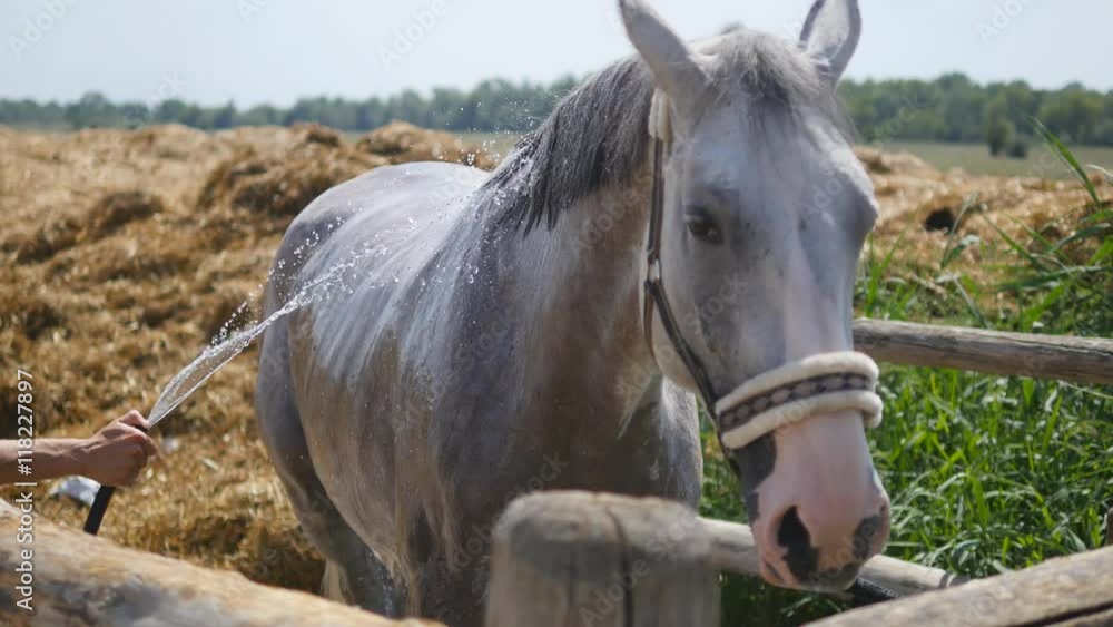 Young man cleaning the horse by a hose with water stream outdoor. Horse getting cleaned. Guy cleaning body of the horse. Close-up
Young man cleaning the horse by a hose with water stream outdoor. Horse getting cleaned. Guy cleaning body of the horse. Close-up