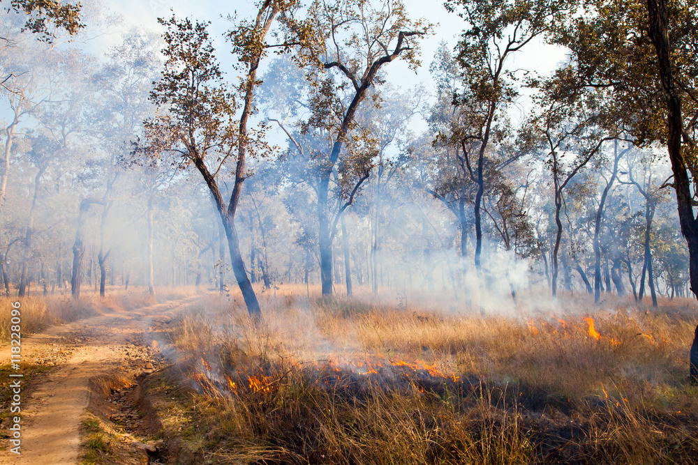 Grass Fire - Australian Bush Burn Off Grass Fire - Australian Bush Burn Off