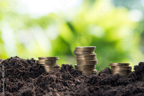 growth of golden coins in soil with green leaf background