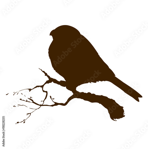 Bird. Vector drawing
