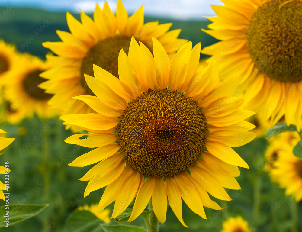 Fototapeta premium Field of blooming sunflowers on a background sky