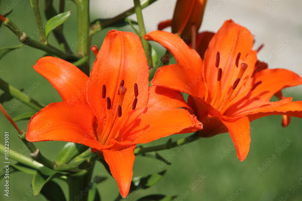 Blooming hybrid Asiatic lily in the summer garden Blooming hybrid Asiatic lily in the summer garden