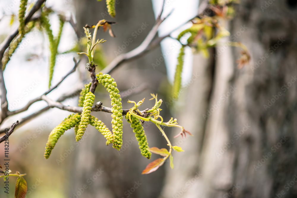 spring birch catkins on the branch with leaves spring birch catkins on the branch with leaves