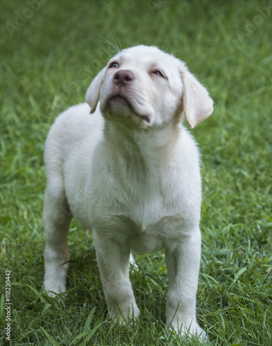 Cachorro de labrador blanco ojos claros