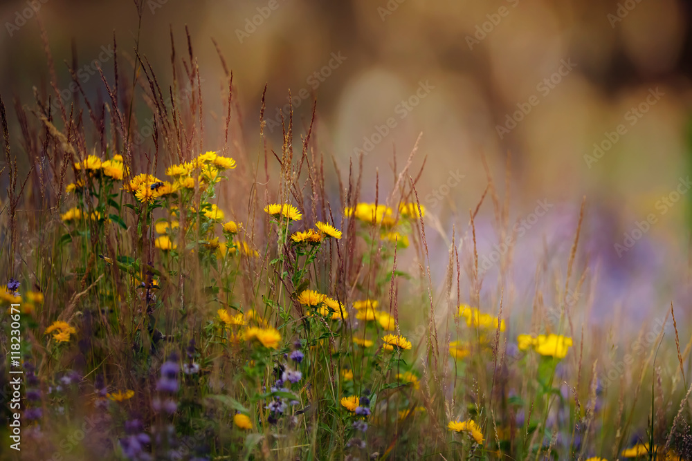yellow and blue wild flowers