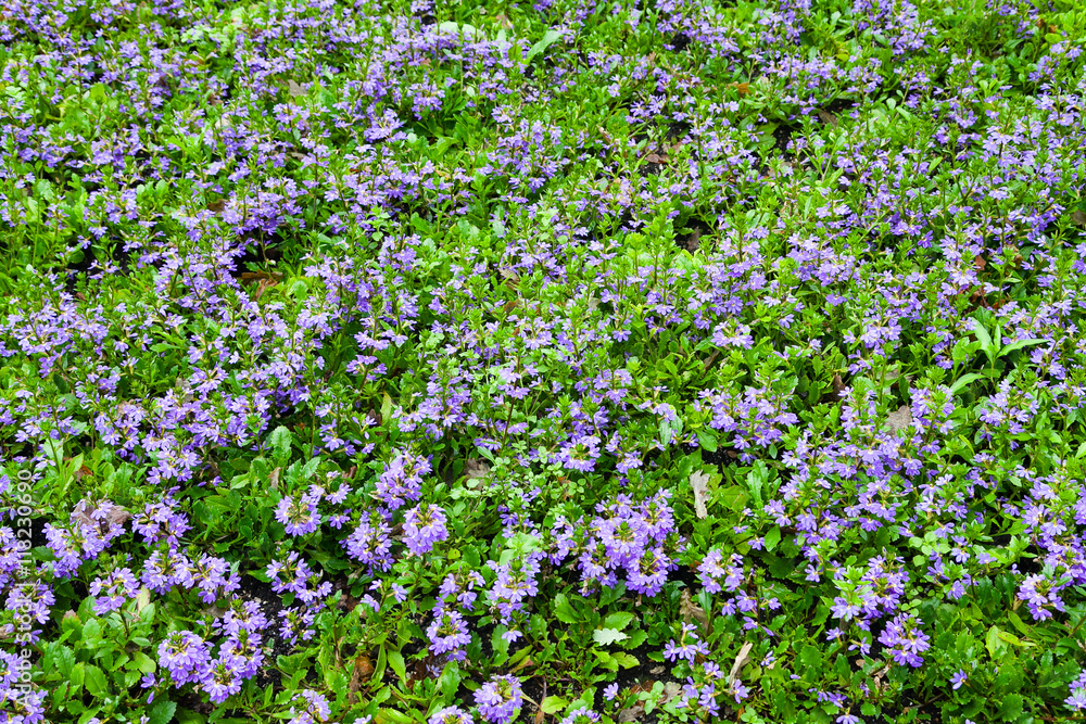 Field with violet decorative flowers in garden Field with violet decorative flowers in garden