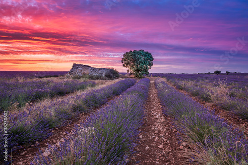 Campos de lavanda