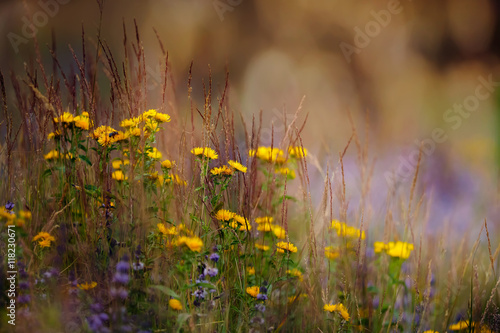 yellow and blue wild flowers