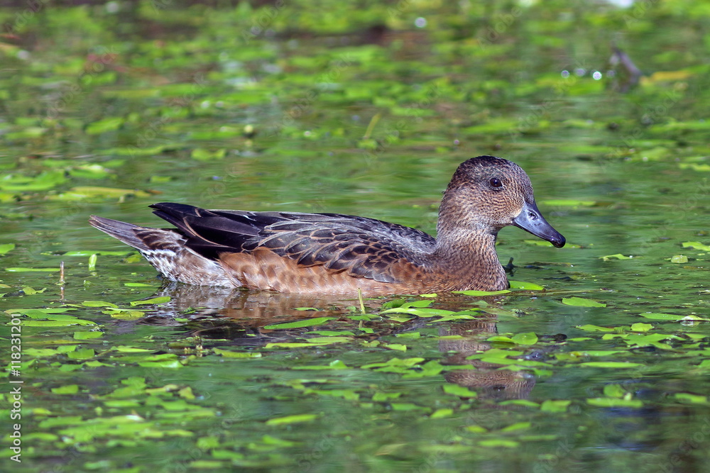 Fototapeta premium The wild duck wigeon floats on lake