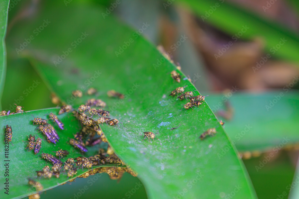 Fototapeta premium Close up Wasp on leaf
