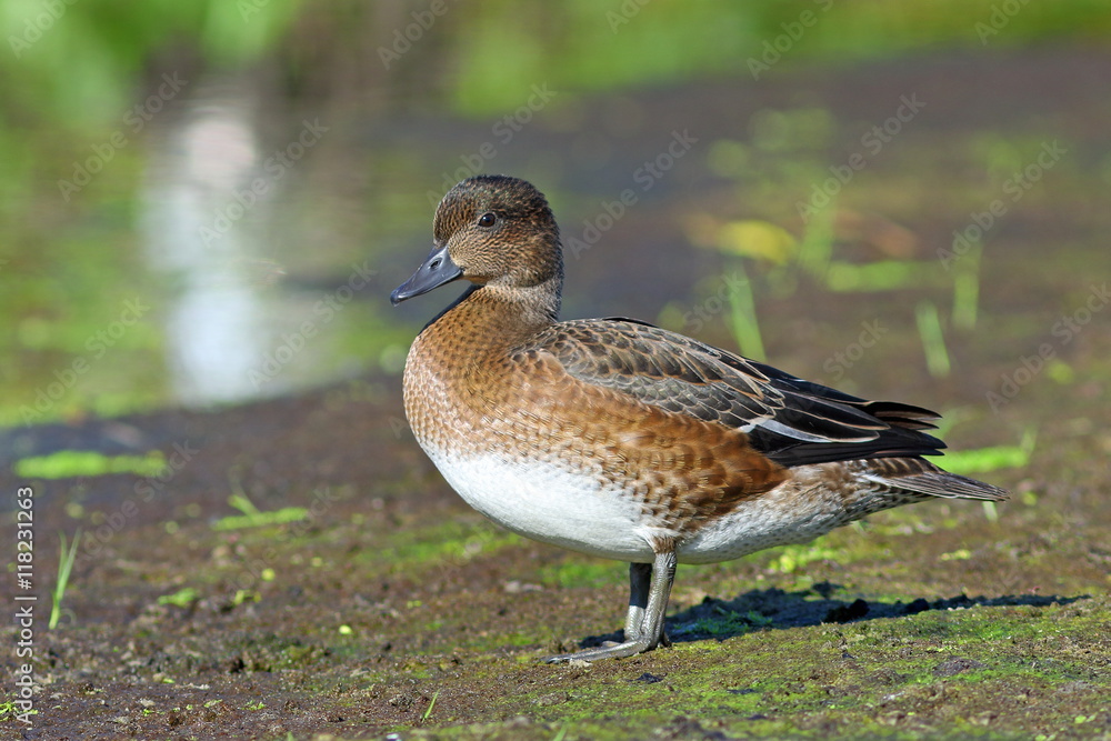 The wild duck wigeon costs on a lake shallow