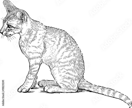young sitting cat
