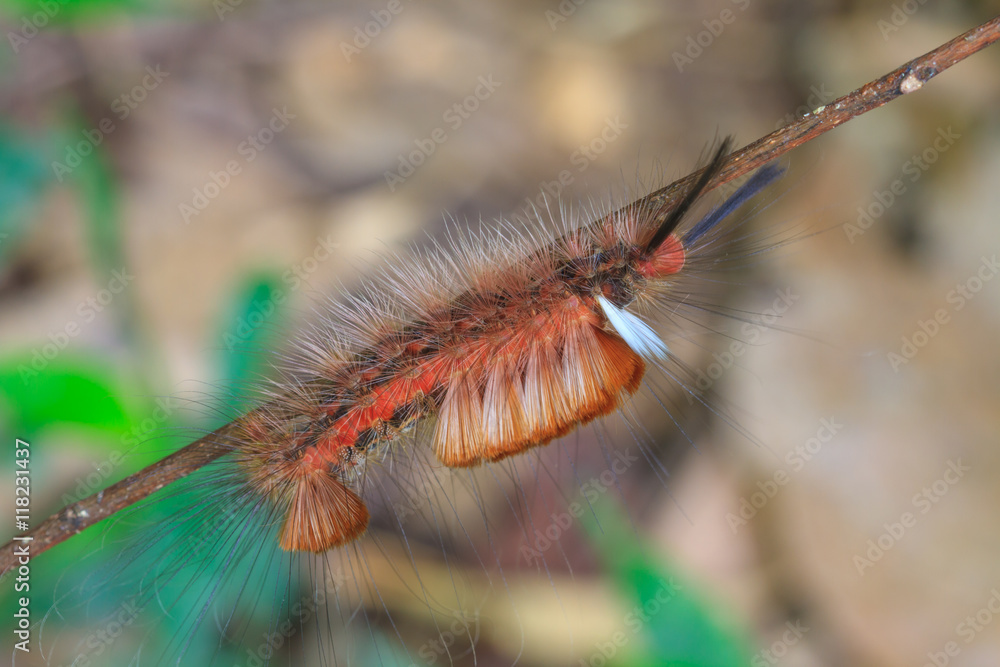  Hariry caterpillar, close up caterpillar in tropical forest
