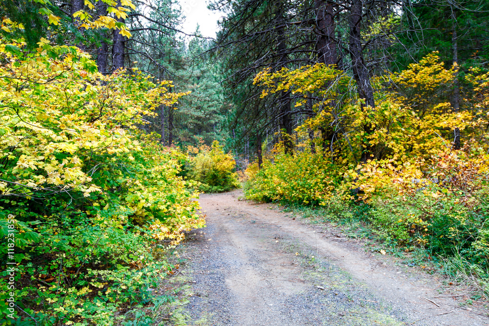 Εκτύπωση καμβά The road through the forest. Autumn landscape