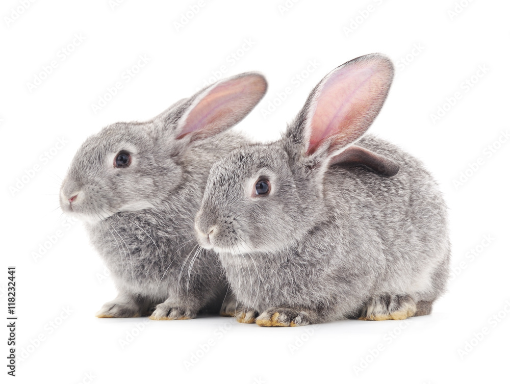 Two gray rabbits. Two gray rabbits.