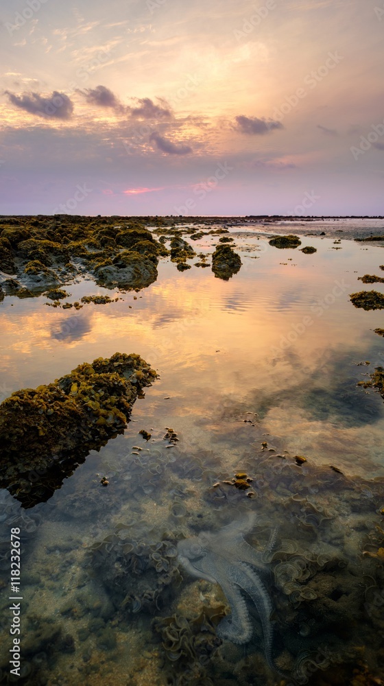 Obraz premium Colourful sunrise, little octopus and stones in low tide ocean