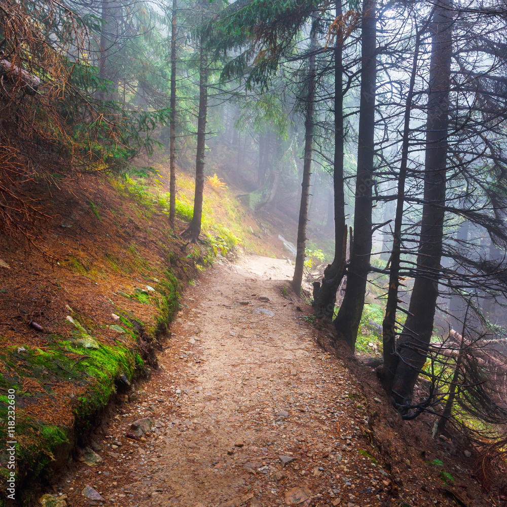 Fototapeta premium mountain path in autumnal colors