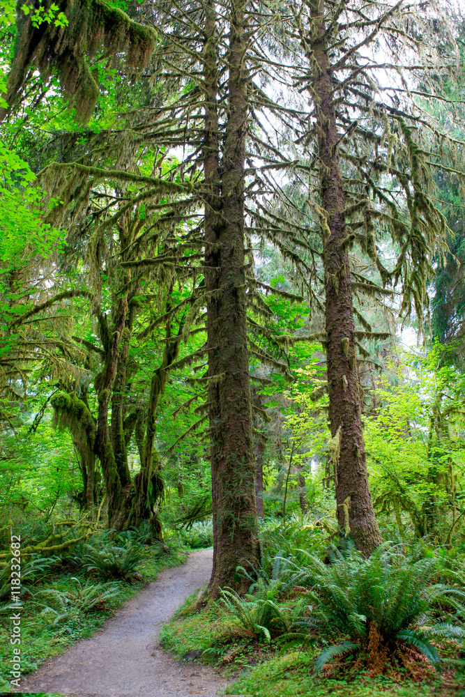 Pathway in Hoh rainforest. La Push, WA