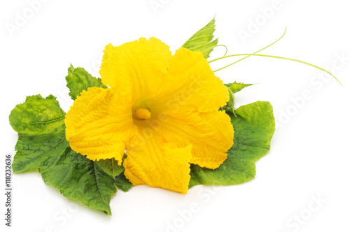 Yellow pumpkin flower.