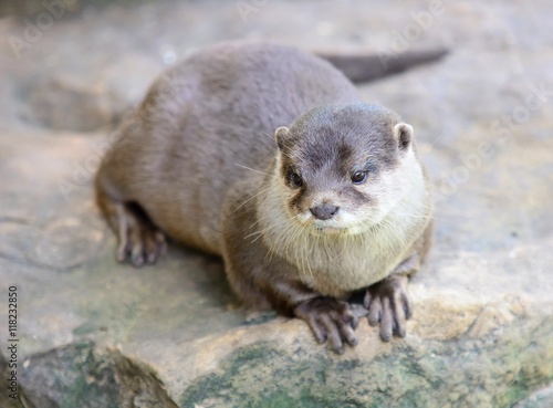 Small-clawed otter lying on stone. Latin name Amblonyx cinerea.