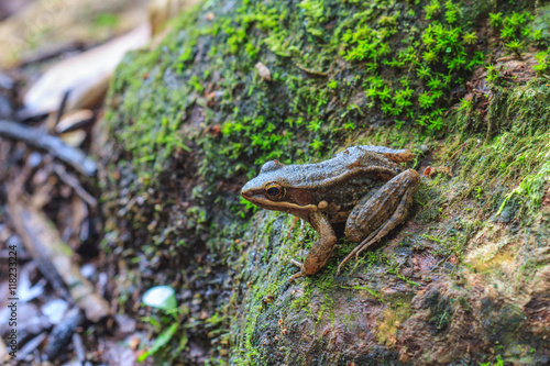 beautiful Dark-sided Frog in forest photo