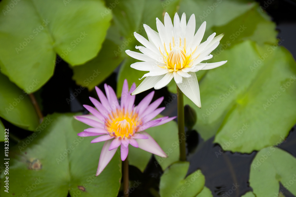 Lotus lily white and light purple flowers on pond Lotus lily white and light purple flowers on pond