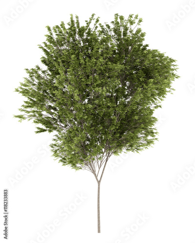 common beech tree isolated on white background