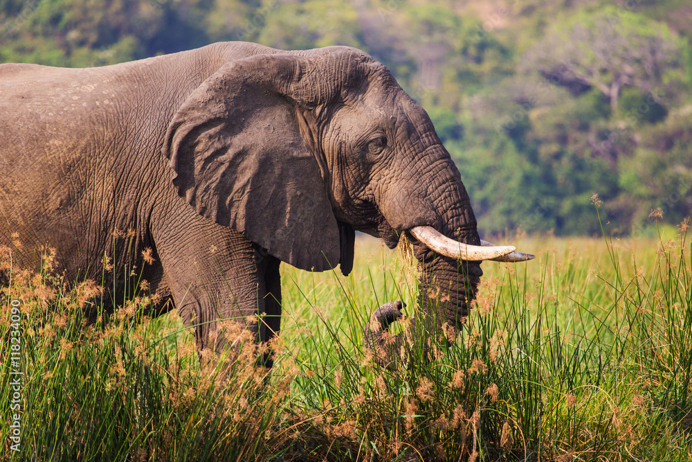 Obraz premium African elephants in the middle of the savannah 
