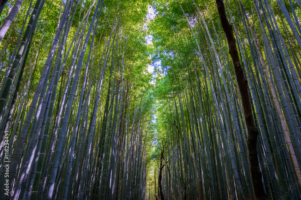 Fototapeta premium Path inside the Bamboo Grove in Arashiyama, Kyoto