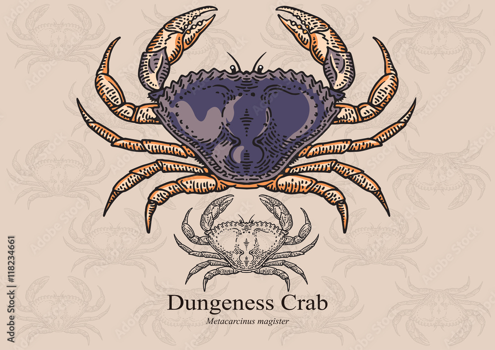 Dungeness crab. Vector illustration for artwork in small sizes