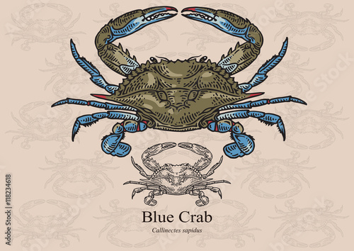 Blue crab. Vector illustration for artwork in small sizes. Suitable for graphic and packaging design, educational examples, web, etc.