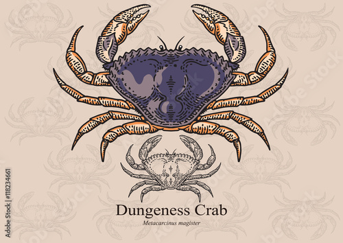 Dungeness crab. Vector illustration for artwork in small sizes. Suitable for graphic and packaging design, educational examples, web, etc.
